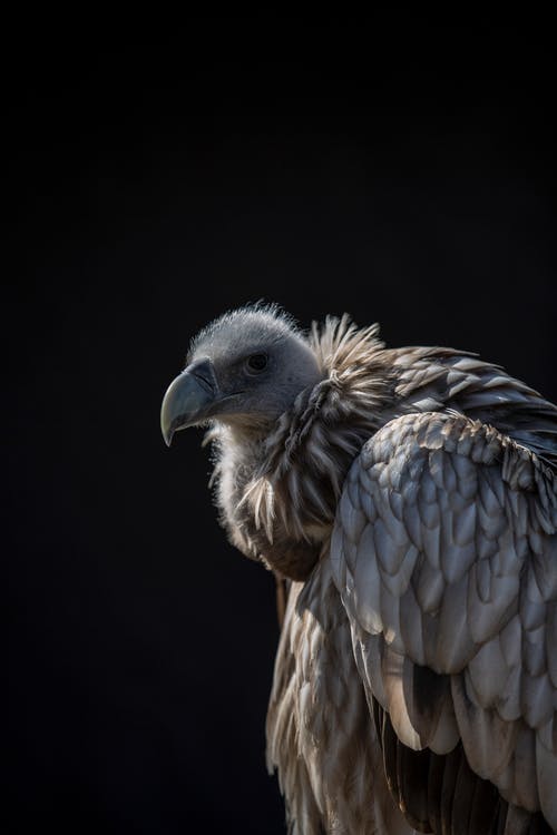 The Vultures Are Circling - 1st Step Behavioral Health