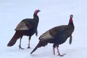 Literal cold turkeys.