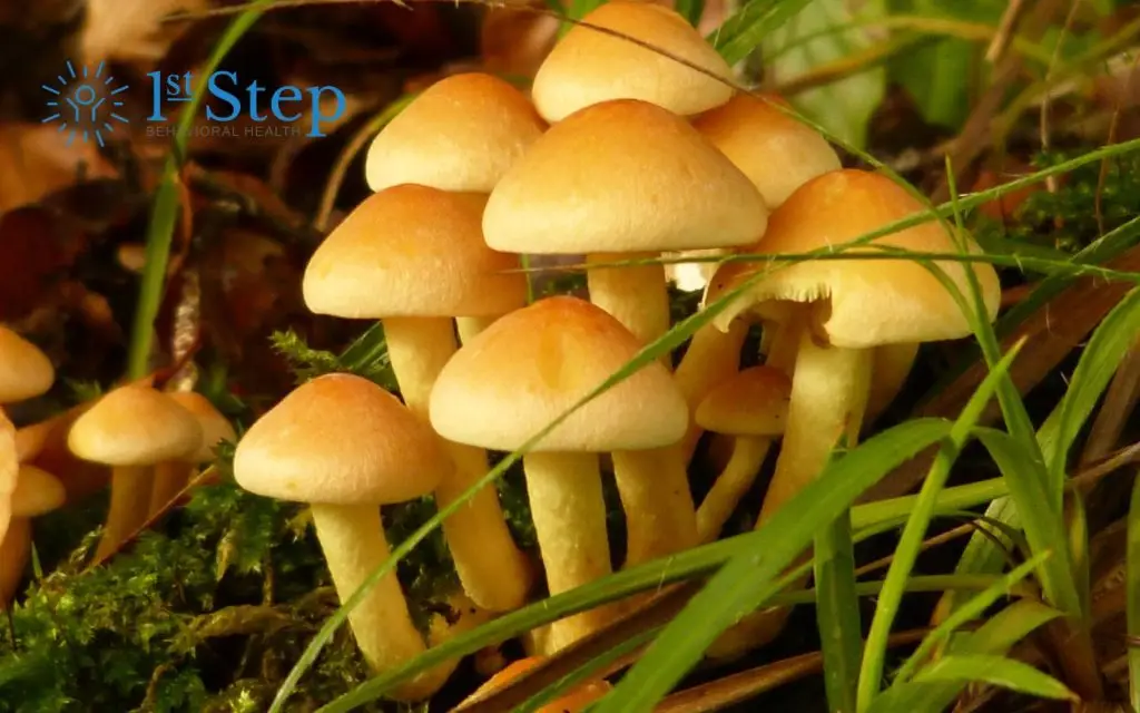 How Long Do Shrooms Stay in Your Body