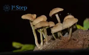 Can You Overdose on Magic Mushrooms