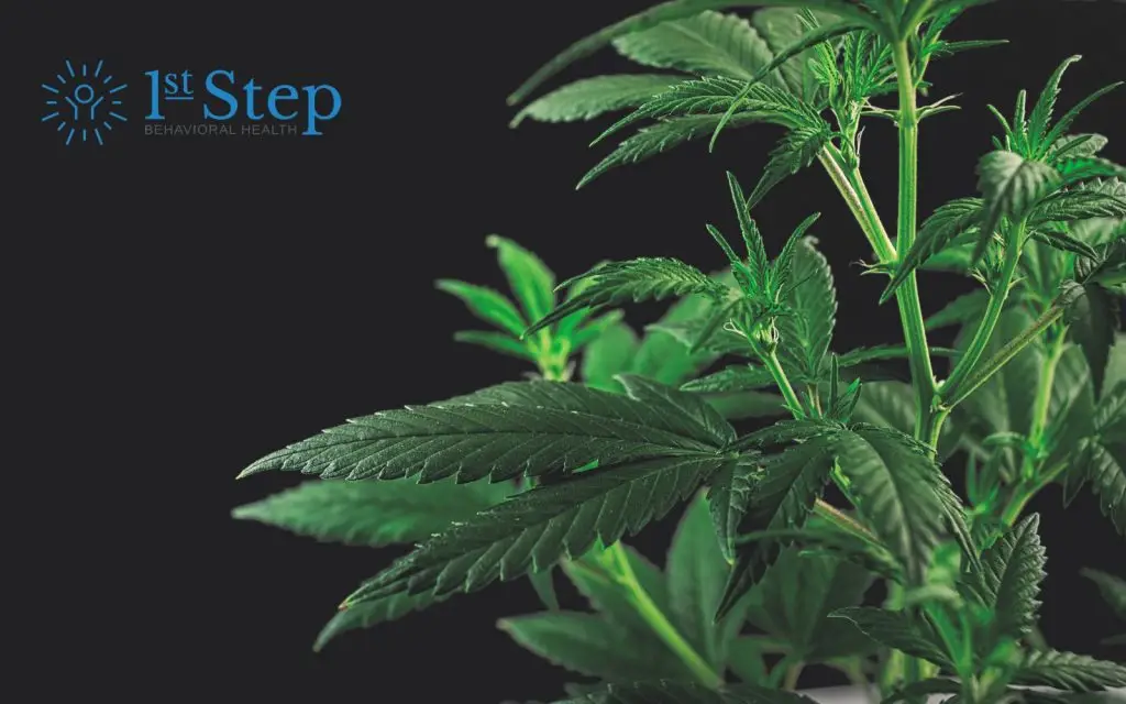 slang terms for weed